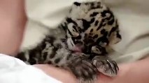 Un tenerissimo cucciolo di leopardo