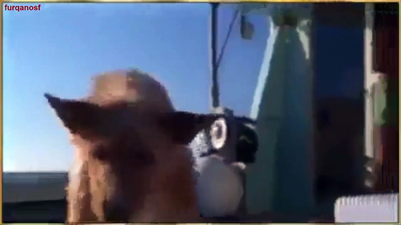 A Fish Help of Diving Dog to Save Fish Save A Dog Life