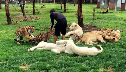 Un tigre sauve un homme de l'attaque d'un léopard