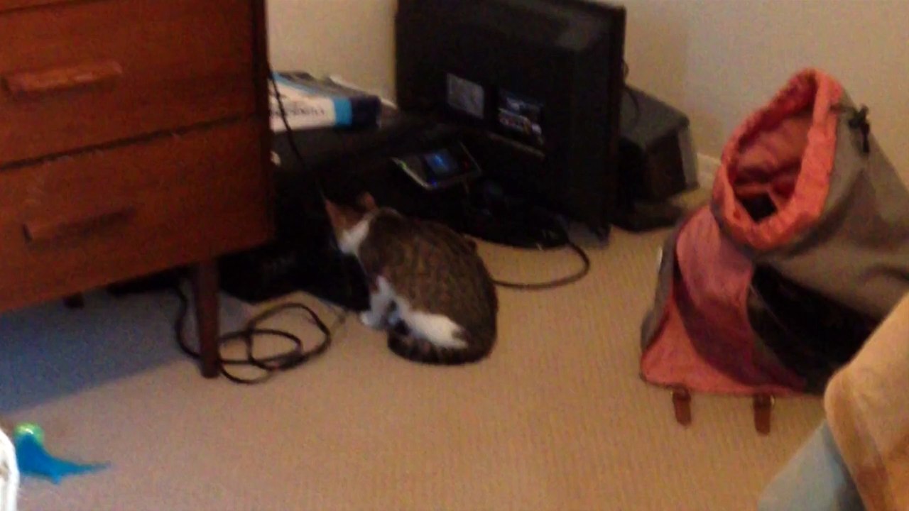 Ce chat assis devant une imprimante, a une relation hilarante lorsque le papier imprimé sort !