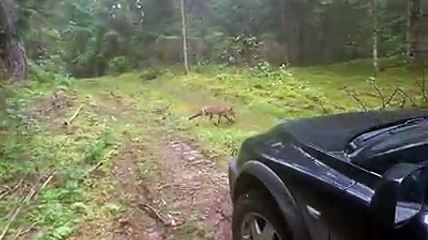 Un renard dérobe un trousseau de clés dans la forêt en Lituanie