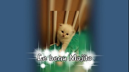 Nos chatons sibériens août 2016
