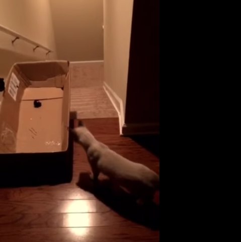 Un chat, une boîte et un laser