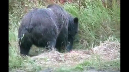 Alaska Bear Viewing