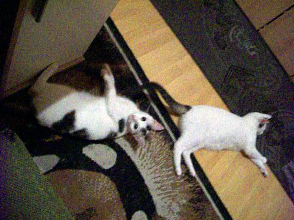 Harvey und Vinzent am 15.08.2016