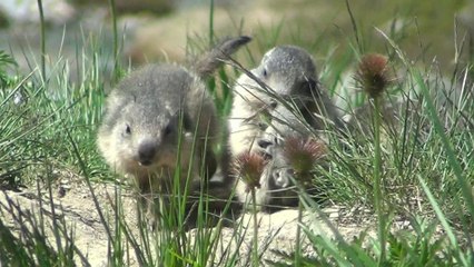 Marmotte et marmottons
