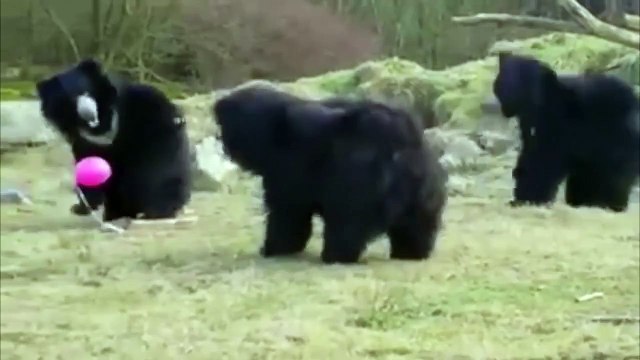 Медведи и воздушный шарик. Смешные приколы медведи