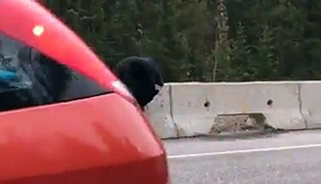 Une maman ours voit son bébé en danger sur l'autoroute. Ce qu'elle fait laisse le caméraman sans voix !
