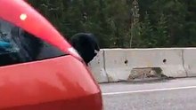 Une maman ours voit son bébé en danger sur l'autoroute. Ce qu'elle fait laisse le caméraman sans voix !