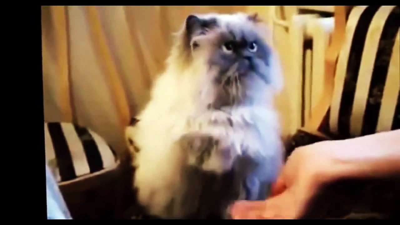 Kitten Compilation Part 4
