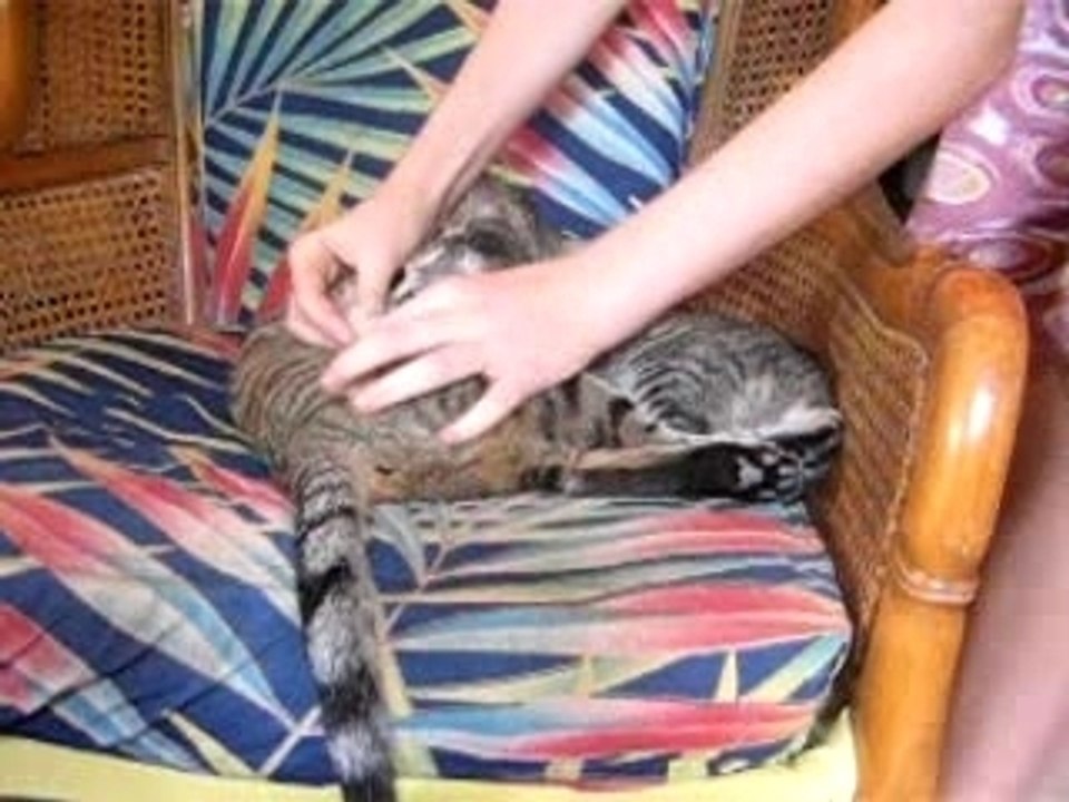 chats
