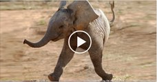 TWO-legged-ELEPHANT-mutants-SHOCKING-VIDEO