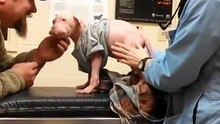 Ces retrouvailles entre un pitbull et son sauveur une semaine après, sont terriblement émouvantes !