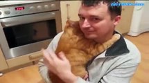 Un gatto davvero innamorato del suo proprietario