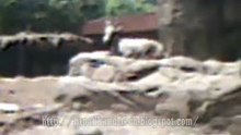 Alien In Mexico Zoo