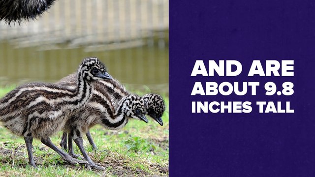 Baby Animals Who Grow Up To Look Totally Different !