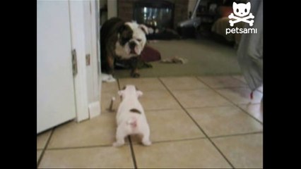 Baby bulldog scares away big mama !