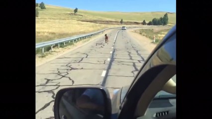 Baby horse saved by stranger on the road !