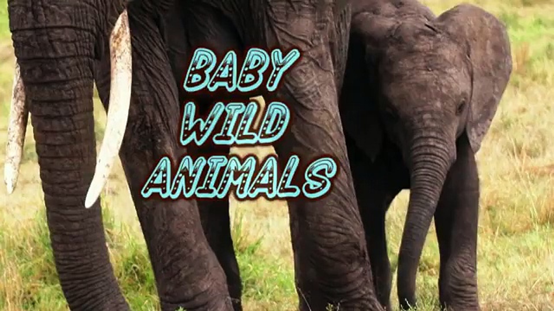 Baby Wild Animals! !