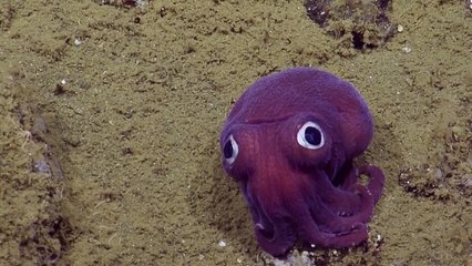 Un Stubby Squid repéré au large des côtes de la Californie