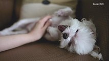 Dogs Prefer Belly Rubs Over Treats