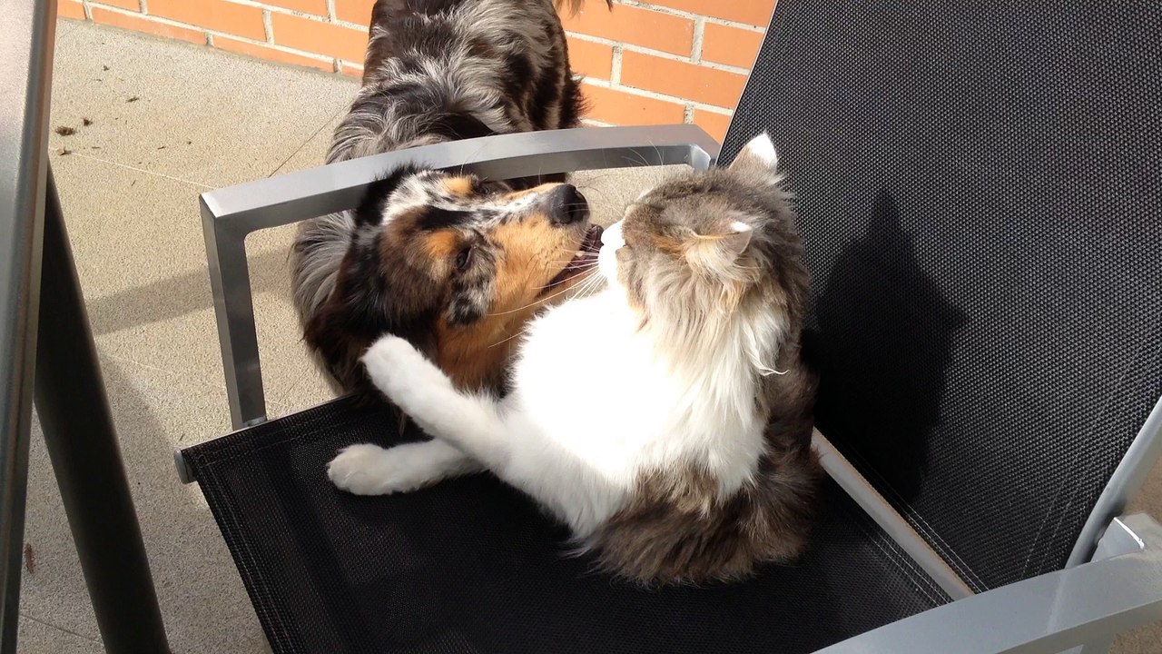 Chien et chat de la tendresse