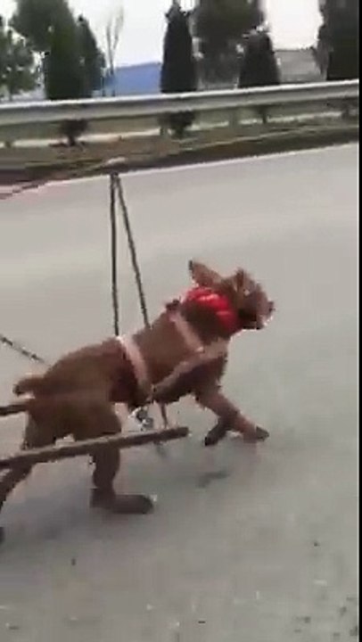 el perro mas fuerte del mundo