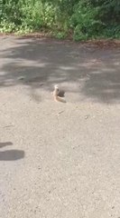 Ils sauvent un écureuil pris au piège la tête dans un gobelet