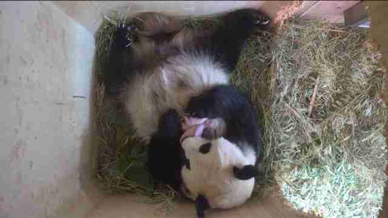 Nacen gemelos de panda en el zoo de Viena