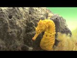 Mesmerising Rare Footage of Seahorses Courting and Breeding