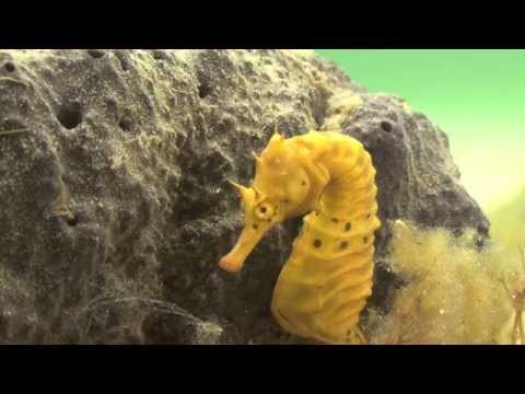 Mesmerising Rare Footage of Seahorses Courting and Breeding