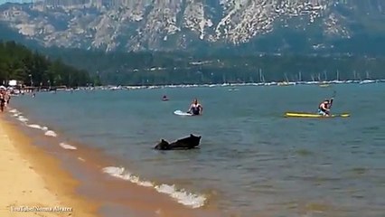 une famille ours se baigne