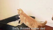 Une maman chat prend par la peau du cou un lapereau orphelin mourant de faim. Ce qu'elle fait pour le sauver...
