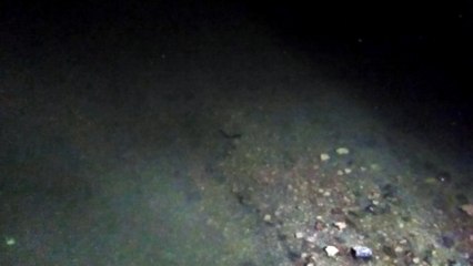 Agen : des silures aperçus juste en-dessous du pont de pierre