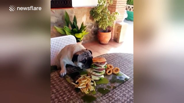 Pug and cat chow down on massive cheeseburger