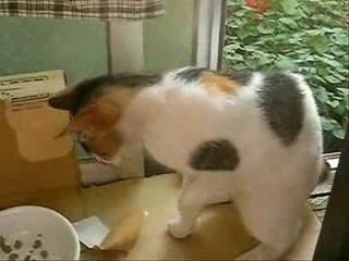 猫にガムテープ（０２８）