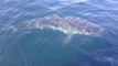Huge Shark Circles Boat Off Massachusetts