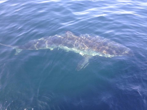 Huge Shark Circles Boat Off Massachusetts