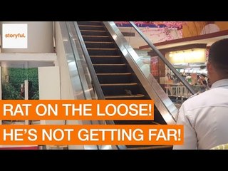 Runaway Rat Races Up Escalator at Shopping Mall