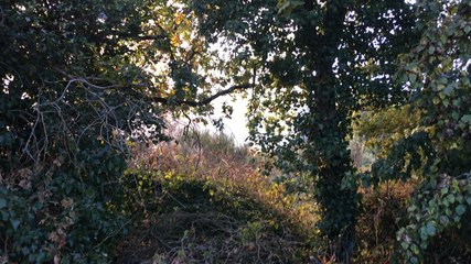 Le feu de tracteur se propage à 1,5 hectare de végétation