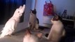 Papagaio imita miar de gatos e junta-se a grupo de felinos como se fosse um deles