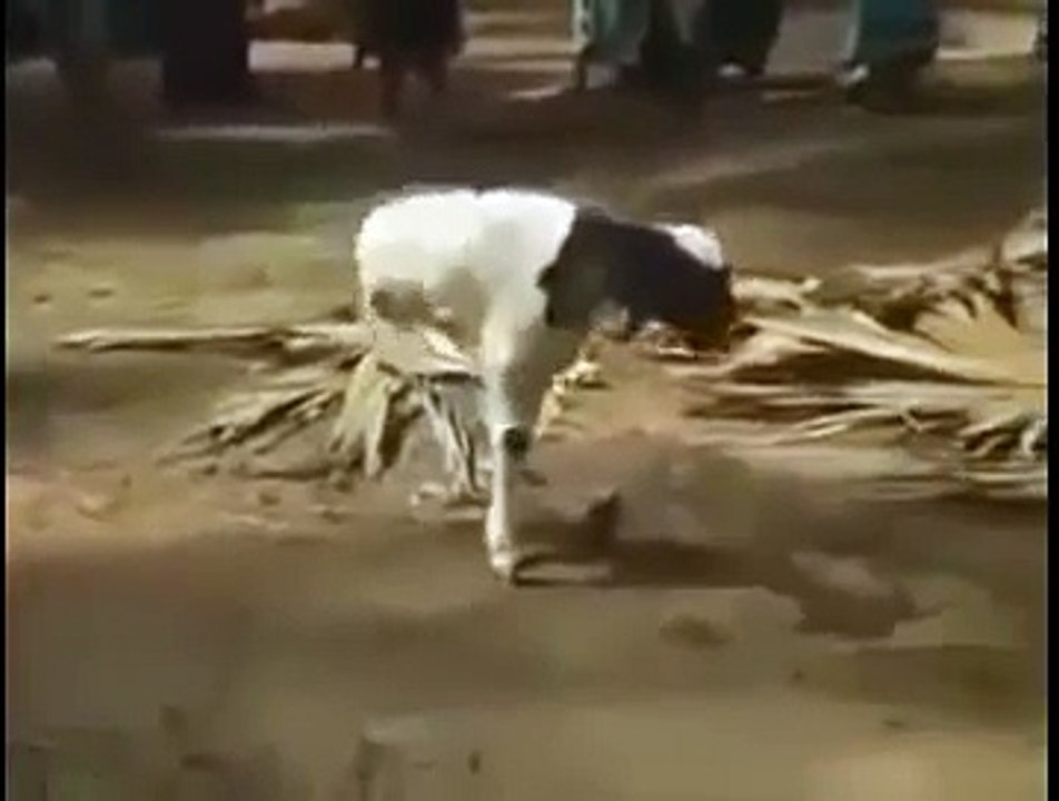 Goat-born-in-two-legs-Allah-ka-Mojza-Merical-of-Allah-Subhan-Allah-Top-Funny-Videos-Top-Funny-Pranks