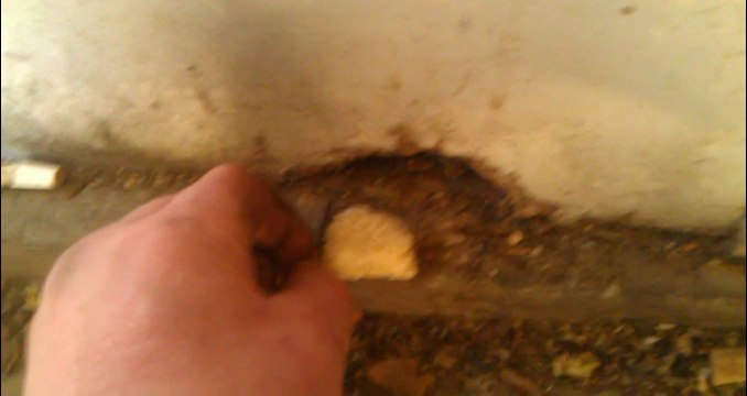 Відео з АТО. Війна навіть мишенят робить хоробрими