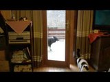 Clever Dog Lets the Cat in and Closes the Door After