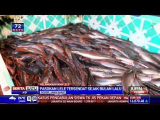 Harga Ikan Lele di Bogor Naik Drastis