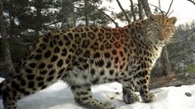 Дальневосточный леопард