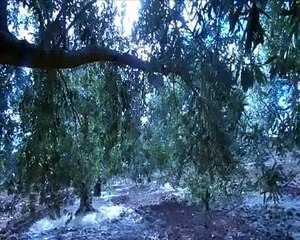 A l'ombre d'un olivier.في ظل شجرة زيتون