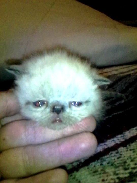 gatito jugueton