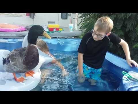 Pet Duck Discovers How Much He Loves Head Bopping