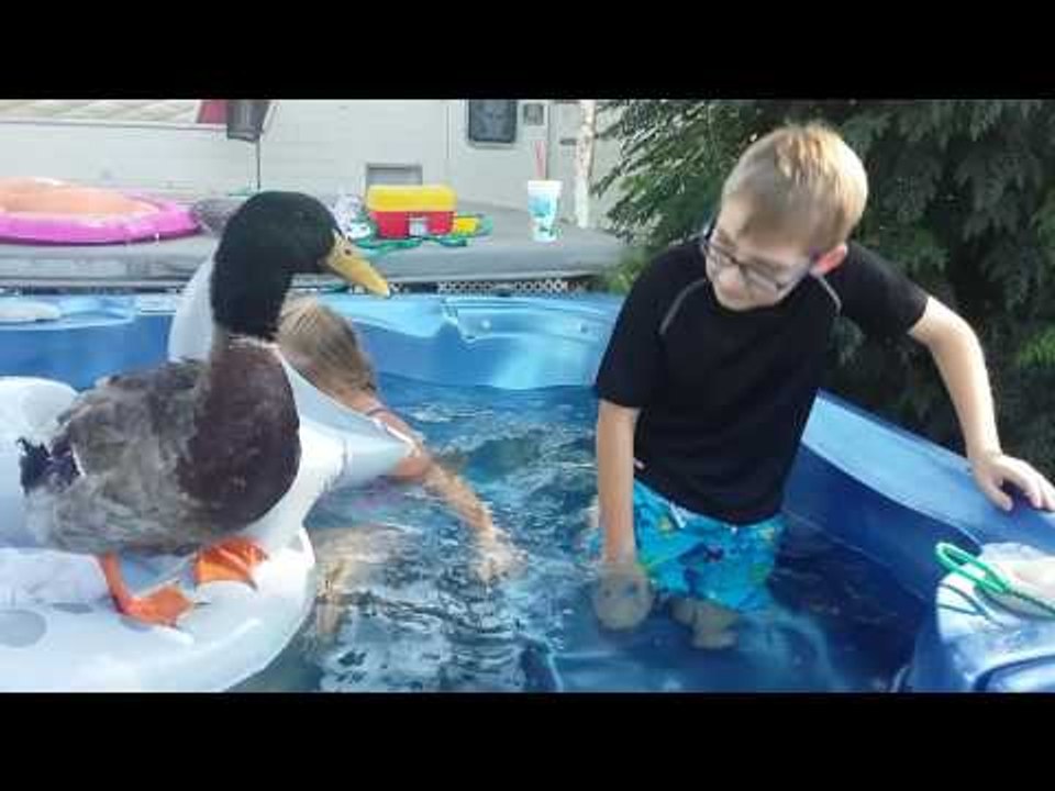 Pet Duck Discovers How Much He Loves Head Bopping